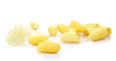 Koza, ipek beyaz arka plan üzerinde.