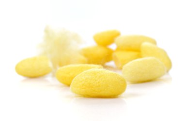 Koza, ipek beyaz arka plan üzerinde.