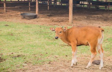 Genç watusi, Watusi inek.