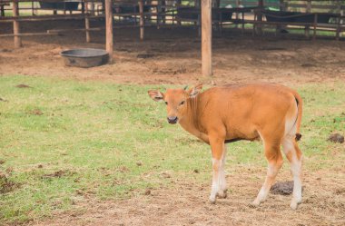 Genç watusi, Watusi inek.