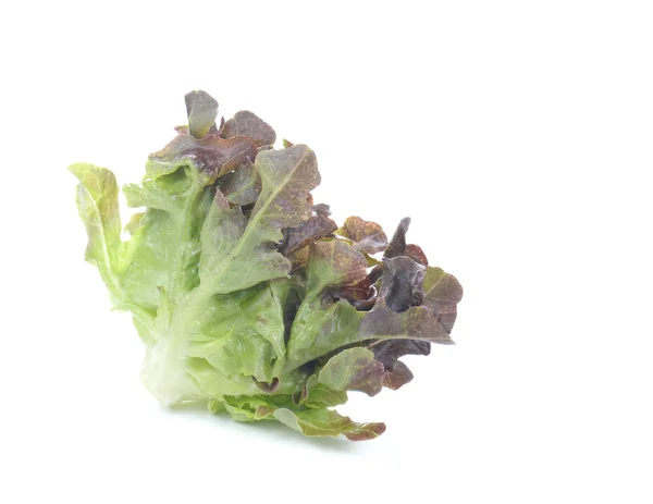 Salada de alface fresca, salada de legumes frescos sobre fundo branco — Fotografia de Stock