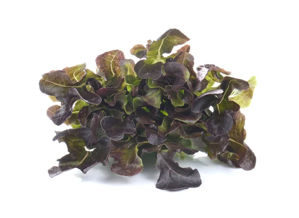 Taze marul salatası, beyaz zemin üzerine taze sebze salatası — Stok fotoğraf