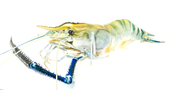 Fresh shrimp on white background. — Stock Photo, Image