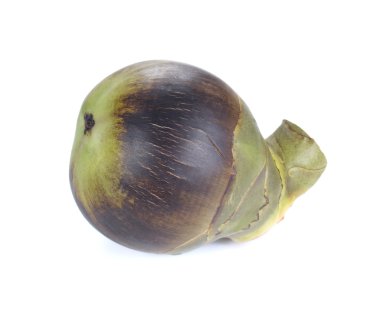 Toddy Palm, Palmyra palm beyaz arka plan üzerinde.