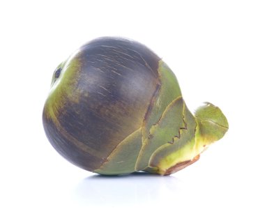 Toddy Palm, Palmyra palm beyaz arka plan üzerinde.