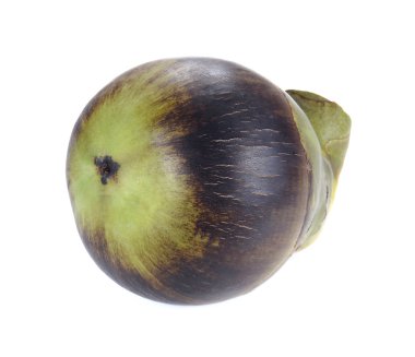 Toddy Palm, Palmyra palm beyaz arka plan üzerinde.