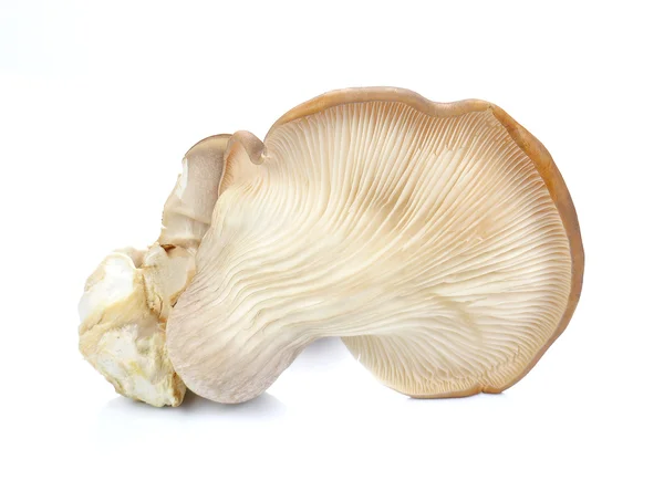 Fresh Abalone mushrooms on white background. — Stock Photo, Image