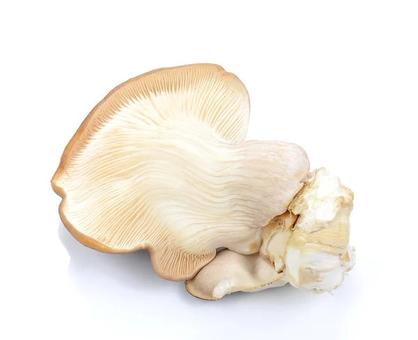 Fresh Abalone mushrooms on white background. — Stock Photo, Image