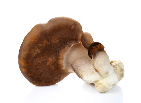 Fresh Abalone mushrooms on white background. — Stock Photo, Image