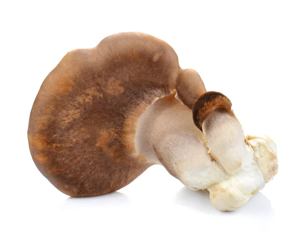 Fresh Abalone mushrooms isolated on white background. — Stock Photo, Image