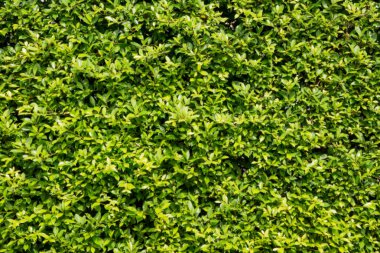 Arka plan ağaç duvar bırakır.