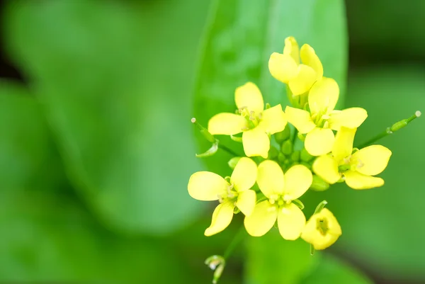Flor amarilla enfoque suave sobre fondo verde borroso . — Foto de Stock