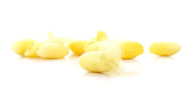 Koza, ipek beyaz arka plan üzerinde.