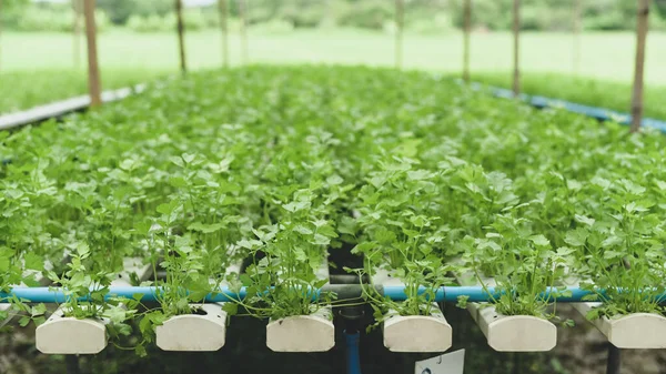 Hydrocultuur Koriander Planten Een Kas Biologische Groenten — Stockfoto