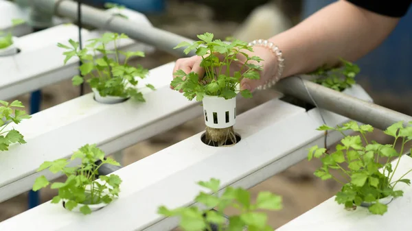 Tiro Cortado Uma Jovem Agricultora Está Cultivando Vegetais Hidropônicos Uma — Fotografia de Stock