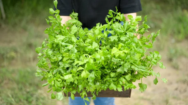 Przycięte Ujęcie Młodej Kobiety Trzymającej Drewnianą Skrzynię Wypełnioną Naturalnymi Świeżymi — Zdjęcie stockowe