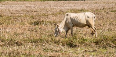 Beyaz inek bir alanda otlatma.