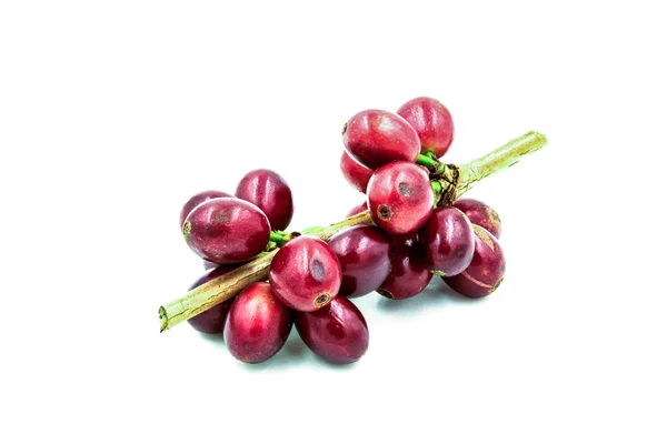 Fresh ripe red coffee beans on a white background. — Stock Photo, Image