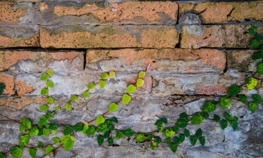 Arka plan için duvardaki sarmaşık.