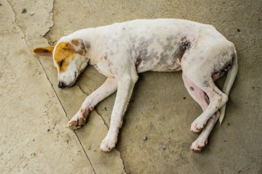 Evsiz uyuyan köpekler.