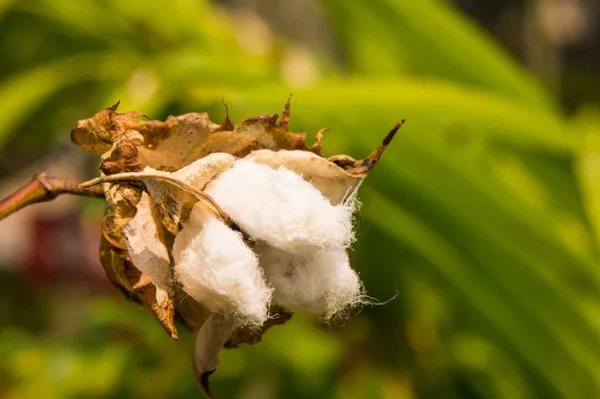 Flor de algodón blanco . — Foto de Stock