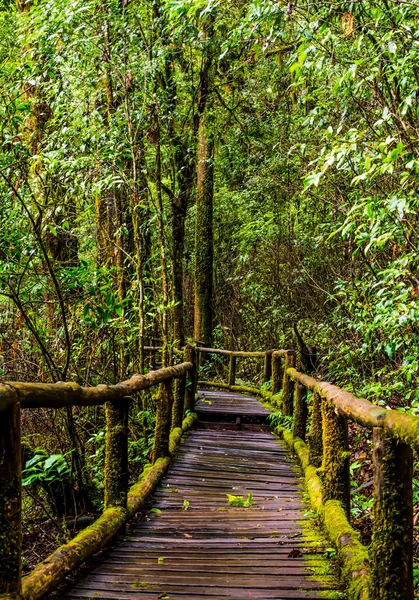 The wooden bridge in the rain forest. — Stock Photo, Image