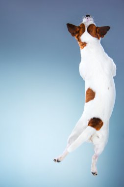 Küçük Jack Russell Terrier yüksek atlama