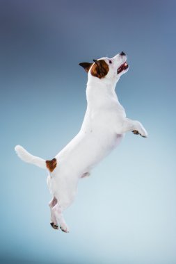 Küçük Jack Russell Terrier yüksek atlama