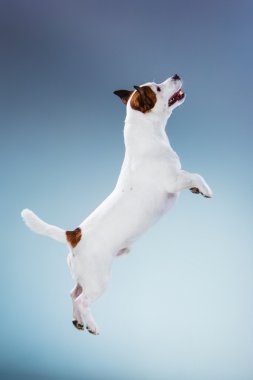 Small Jack Russell Terrier jumping high clipart