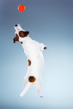 Küçük Jack Russell Terrier yüksek atlama