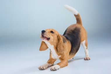 Beagle köpek gri arka plan üzerinde