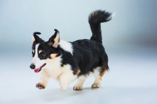 Welsh corgi pembroke på en grå bakgrund — Stockfoto