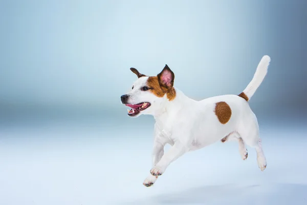 Malý Jack Russell Terrier skákat vysoko — Stock fotografie