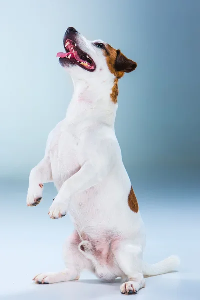 Pequeno Jack Russell Terrier sentado em cinza — Fotografia de Stock