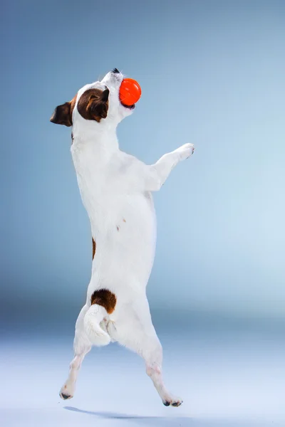 Pequeño Jack Russell Terrier saltando alto — Foto de Stock