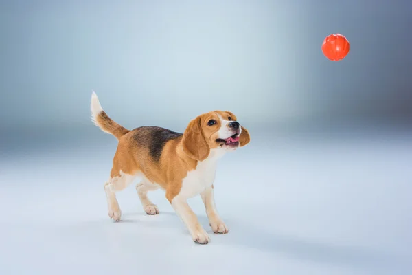 O cão beagle no fundo cinza — Fotografia de Stock