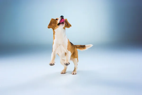 O cão beagle no fundo cinza — Fotografia de Stock