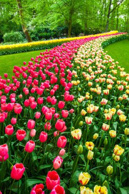 Lale alan Keukenhof bahçeleri, Lisse, Hollanda