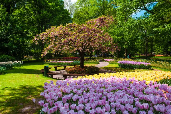 Tulip field in Keukenhof Gardens, Lisse, Netherlands — Stock Photo, Image