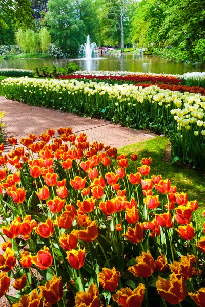 Tulip field in Keukenhof Gardens, Lisse, Netherlands — Stock Photo, Image