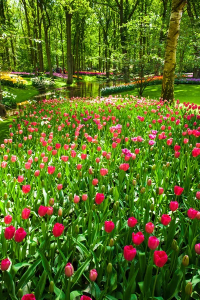 Tulip Field Keukenhof Flower Garden Lisse Netherlands Holland — Stock Photo, Image