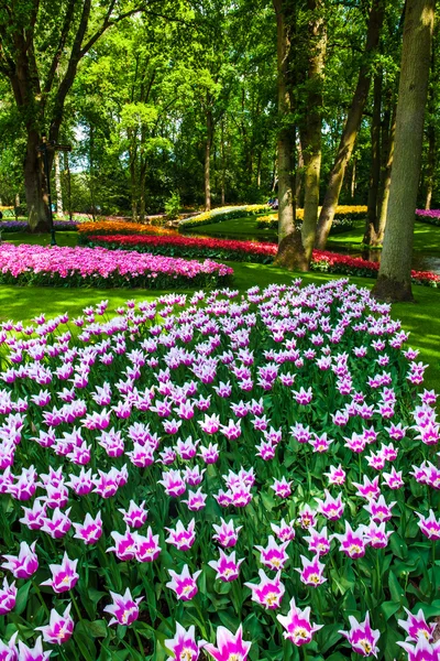 Champ de tulipes à Keukenhof Gardens, Lisse, Pays-Bas — Photo