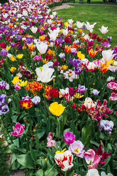 Πεδίο Τουλίπα Στο Keukenhof Κήπο Λουλουδιών Lisse Ολλανδία Ολλανδία — Φωτογραφία Αρχείου