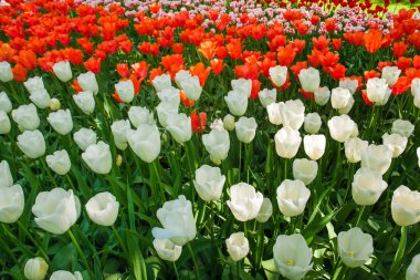 Lale alan Keukenhof Çiçek Bahçesi, Lisse, Hollanda, Hollanda