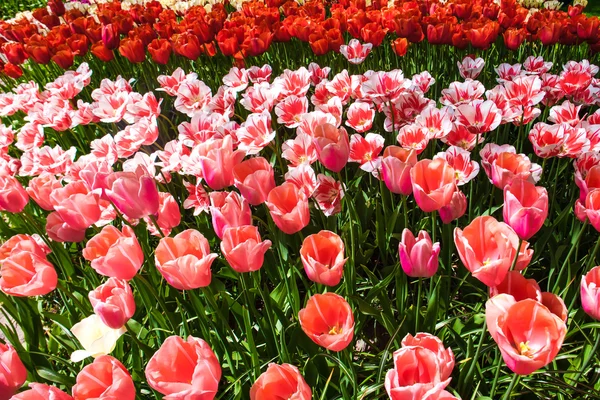 Campo Tulipani Nel Giardino Dei Fiori Keukenhof Lisse Paesi Bassi — Foto Stock