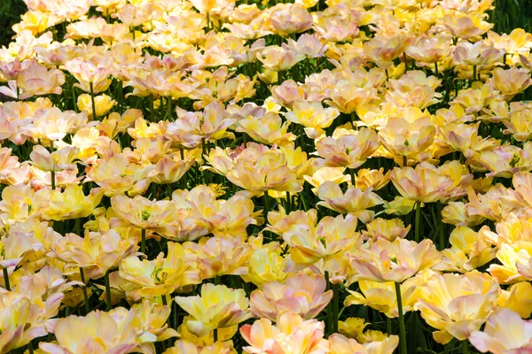 Campo Tulipani Nel Giardino Dei Fiori Keukenhof Lisse Paesi Bassi — Foto Stock