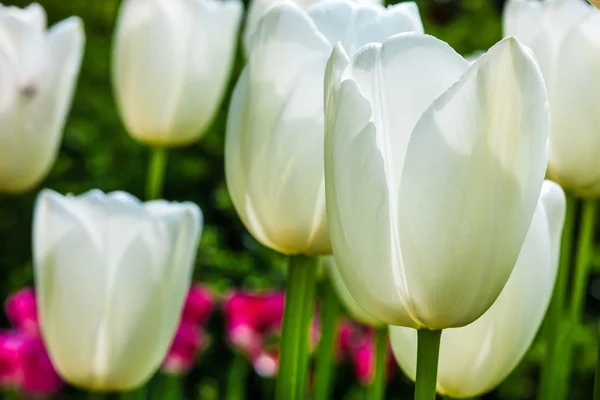 Tulipani Bianchi Chiudono Nel Giardino Dei Fiori Keukenhof Lisse Paesi — Foto Stock