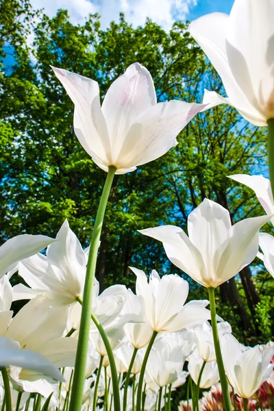 Tulipani Colorati Vicino Nel Giardino Dei Fiori Keukenhof Lisse Paesi — Foto Stock