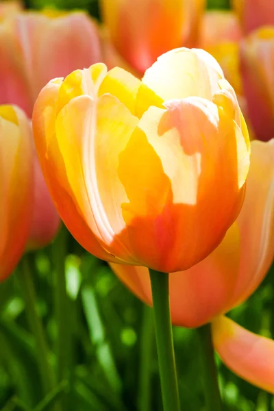 Los Coloridos Tulipanes Acercan Jardín Flores Keukenhof Lisse Países Bajos — Foto de Stock