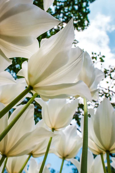 Tulipani Bianchi Chiudono Nel Giardino Dei Fiori Keukenhof Lisse Paesi — Foto Stock